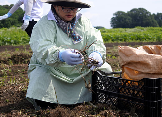 薄甘口のたまりの香りと、心地よい歯ごたえで大人気。超定番商品。