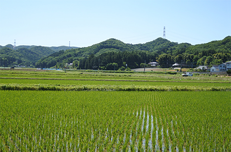 栽培