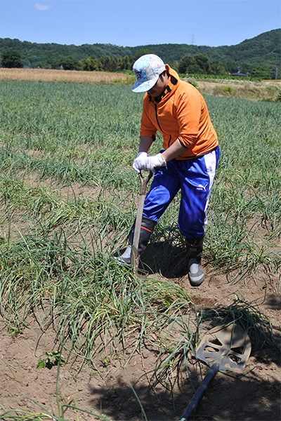 収穫